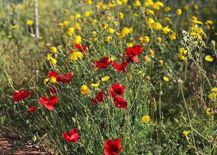 Villa Mit Whirlpool Und Phantastischer Aussicht Capoliveri (Isola d'Elba)